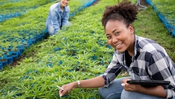 Cannabis cultivation